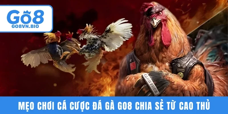 Mẹo chơi cá cược đá gà GO8 chia sẻ từ cao thủ