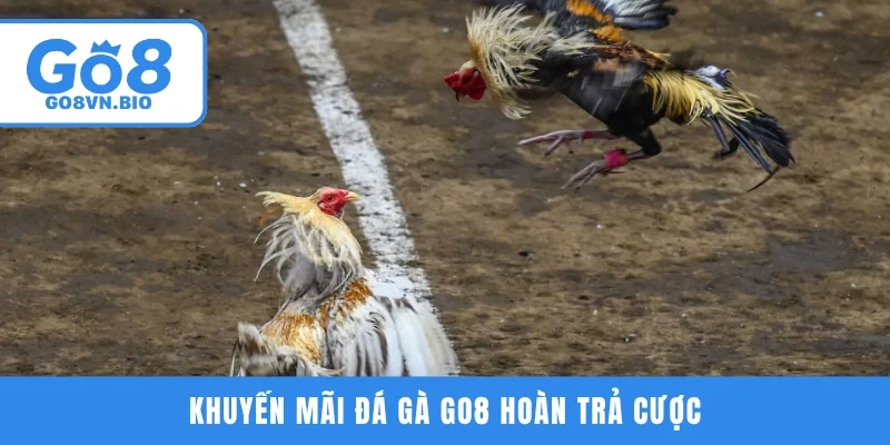 Khuyến mãi đá gà GO8 hoàn trả cược
