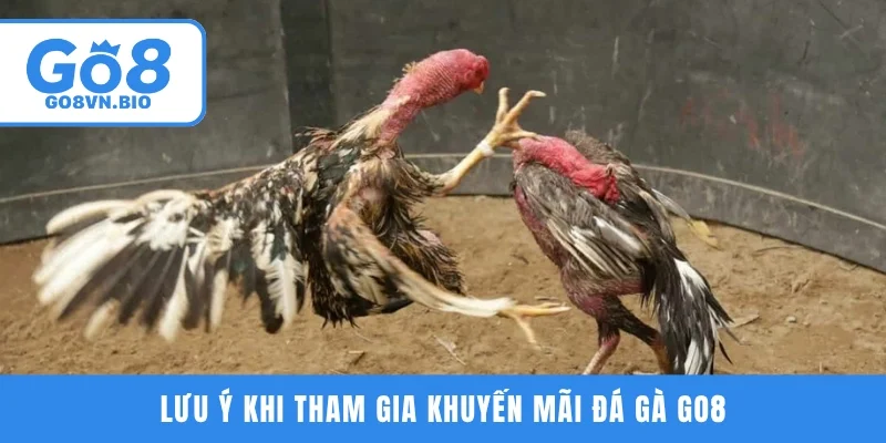 Lưu ý khi tham gia khuyến mãi đá gà GO8