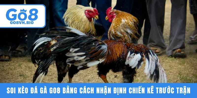 Soi kèo đá gà GO8 bằng cách nhận định chiến kê trước trận