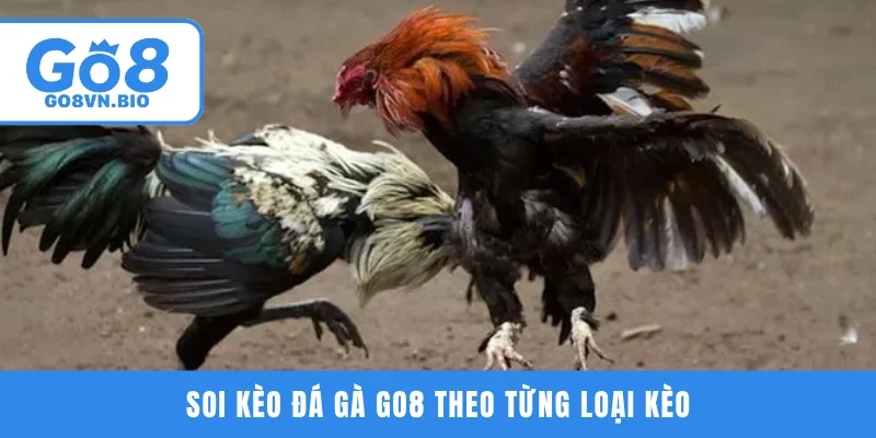 Soi kèo đá gà GO8 theo từng loại kèo